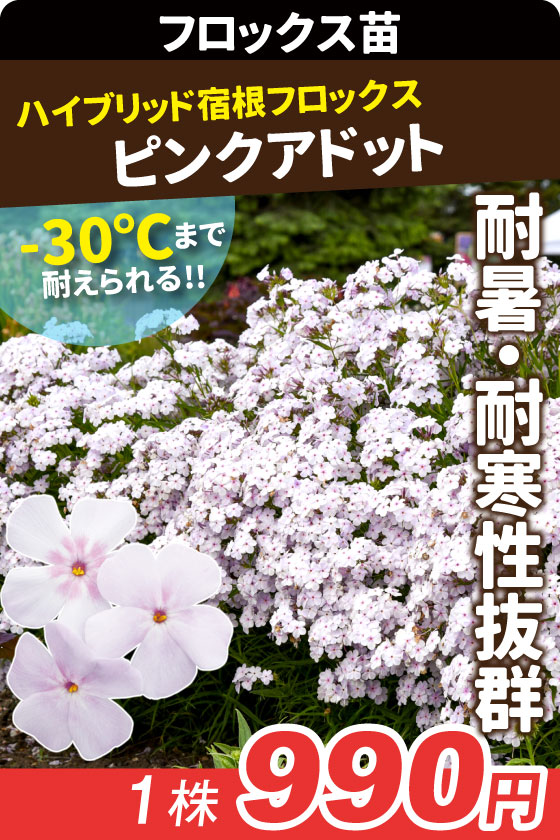 花苗 宿根フロックス オープニングアクト ピンクアドット