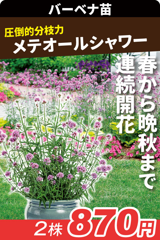 花苗 バーベナ メテオールシャワー