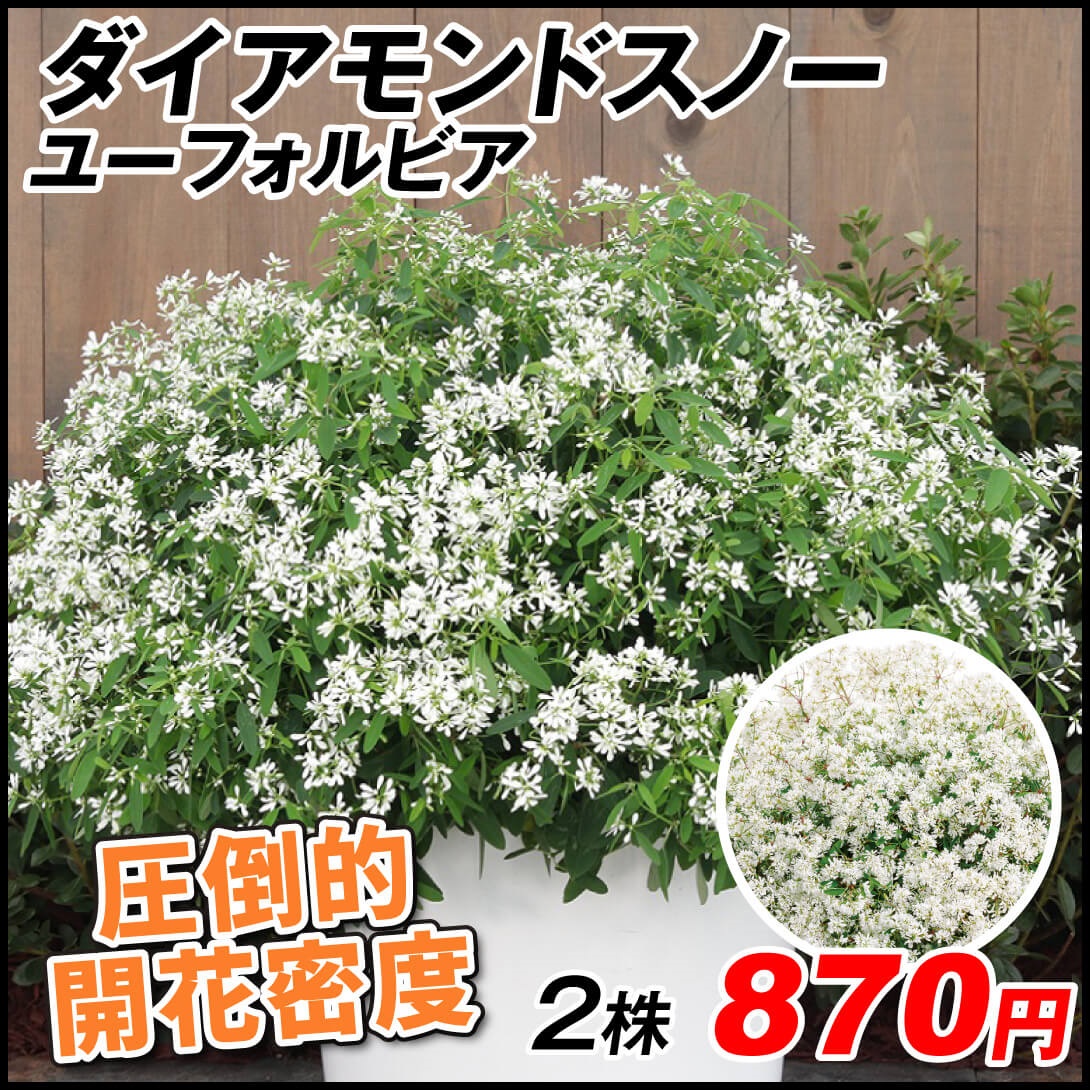 花苗 ユーフォルビア ダイアモンドスノー 品種登録出願中 2株