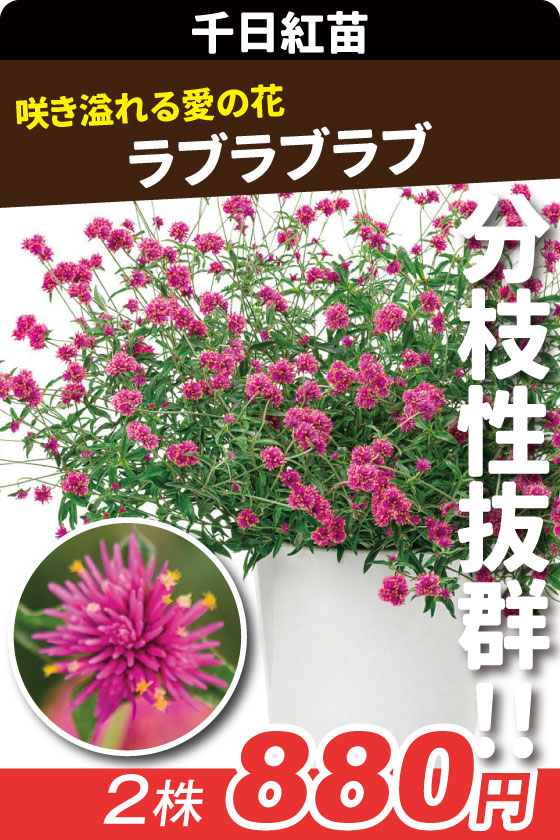 花苗 千日紅 ラブラブラブ