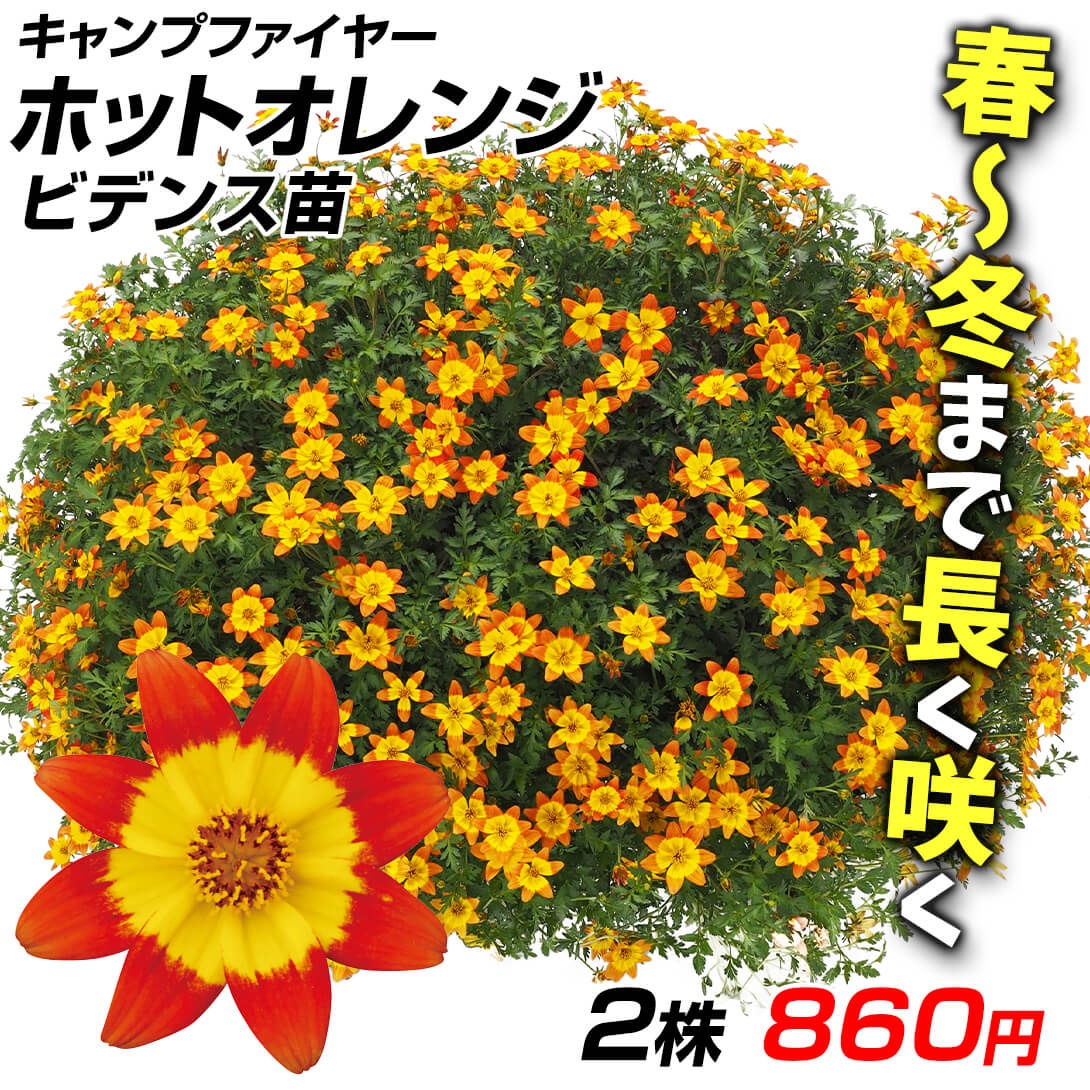 花苗 ビデンス キャンプファイヤー ホットオレンジPVP 2株