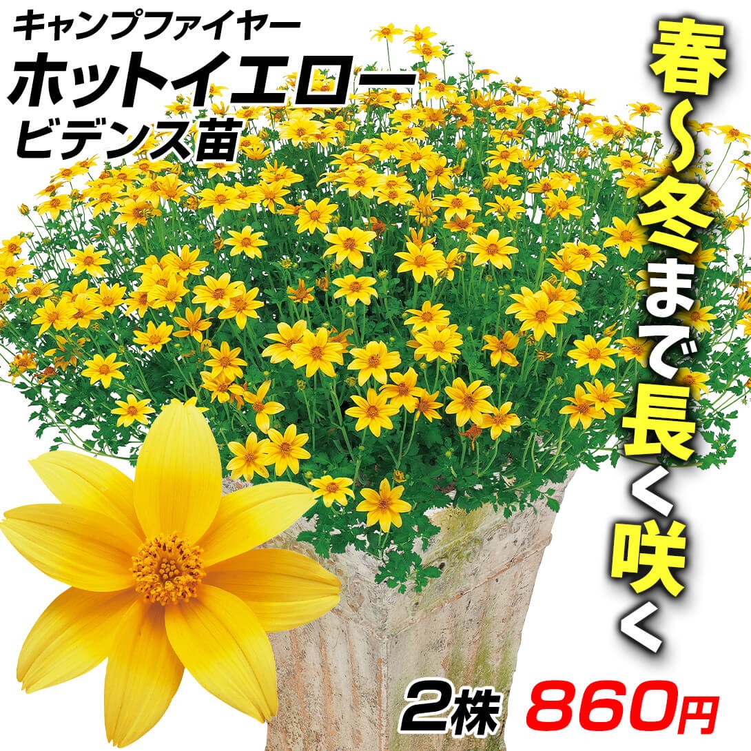 花苗 ビデンス キャンプファイヤー ホットイエローPVP 2株