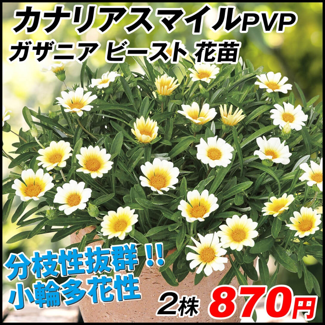 花苗 ガザニア ビースト カナリアスマイルPVP 2株