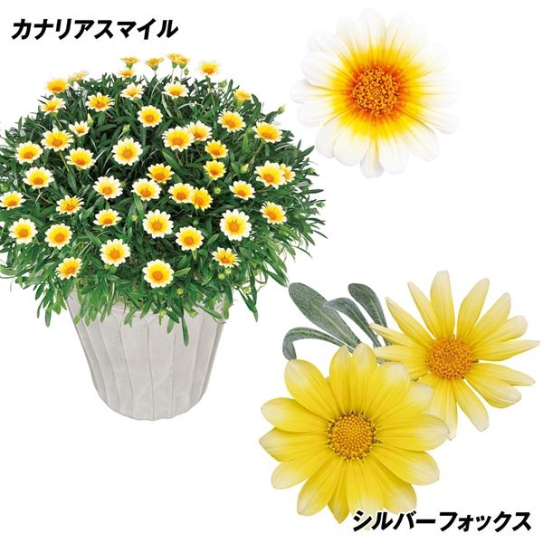 花苗 ガザニア ビーストセット 2種4株