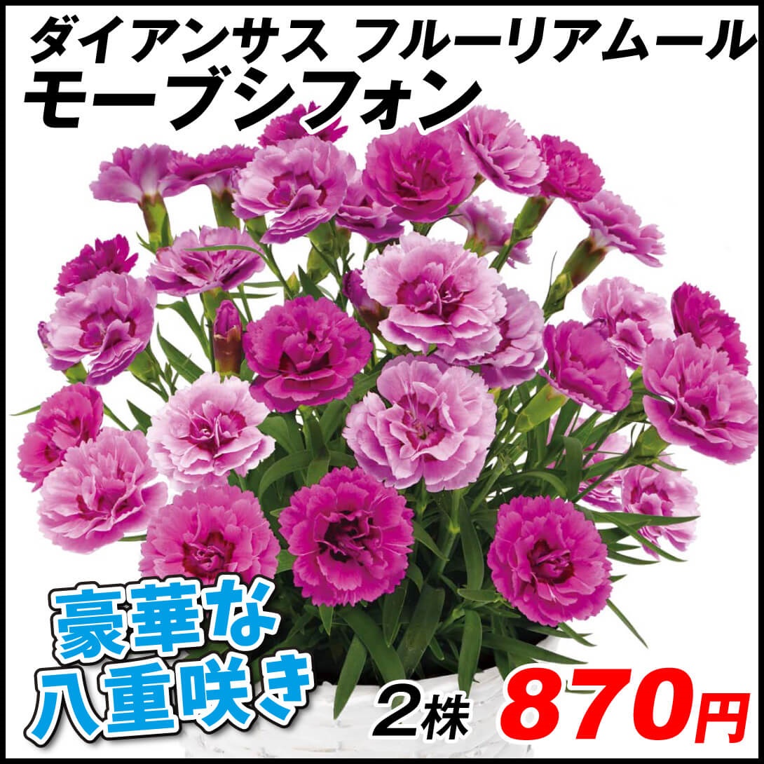 花苗 ダイアンサス フルーリアムール モーブシフォン PVP 2株