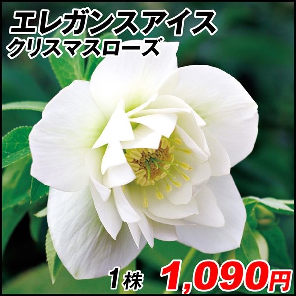 花苗 クリスマスローズ エレガンスアイス 1株