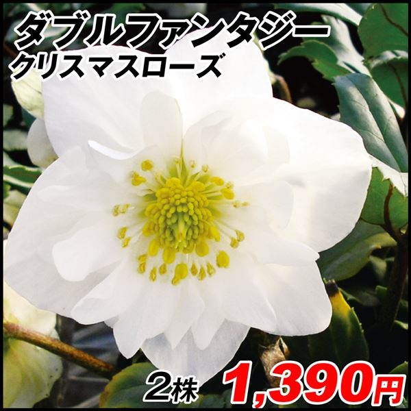 花苗 クリスマスローズ ダブルファンタジー 2株