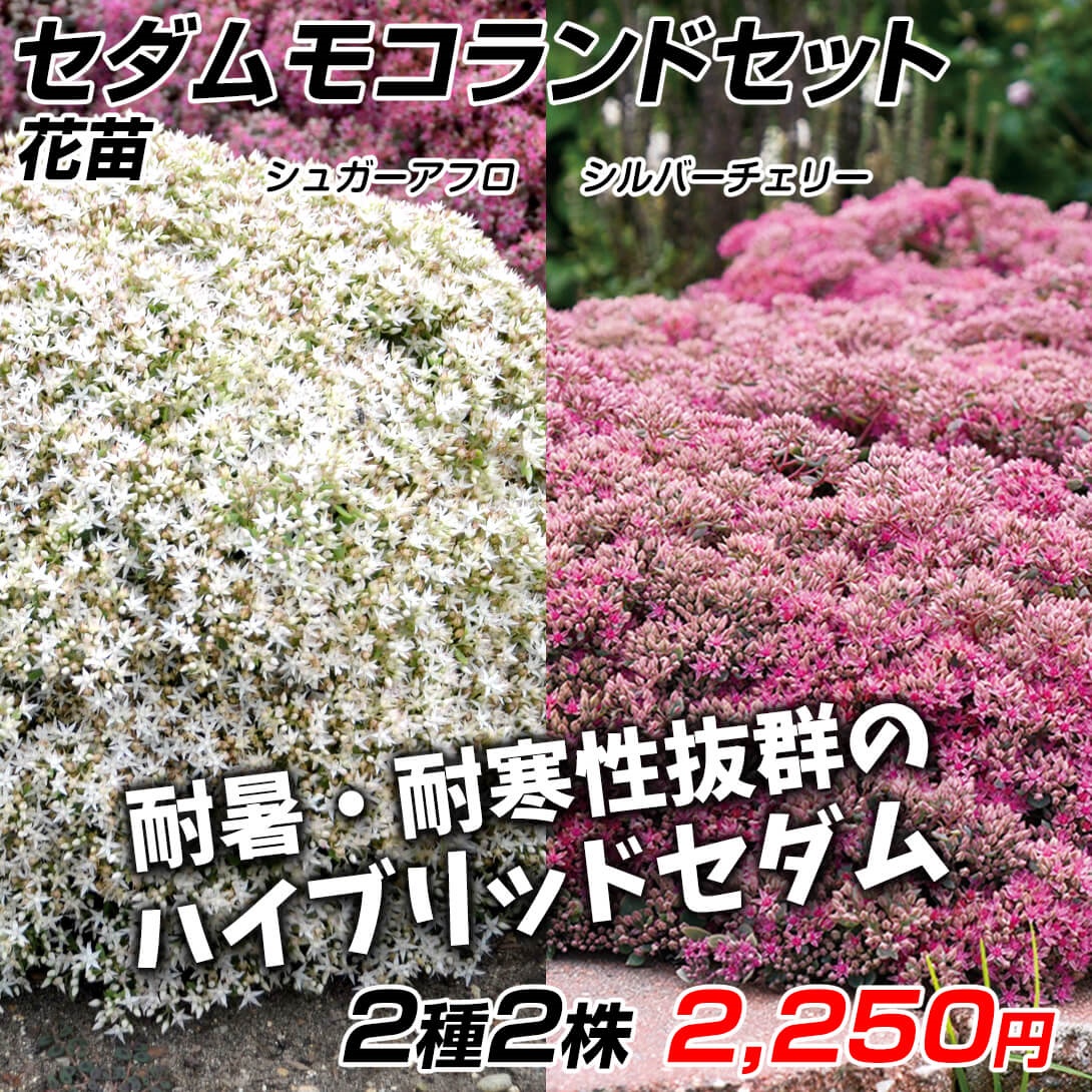 花苗 セダム モコランドセット 2種2株