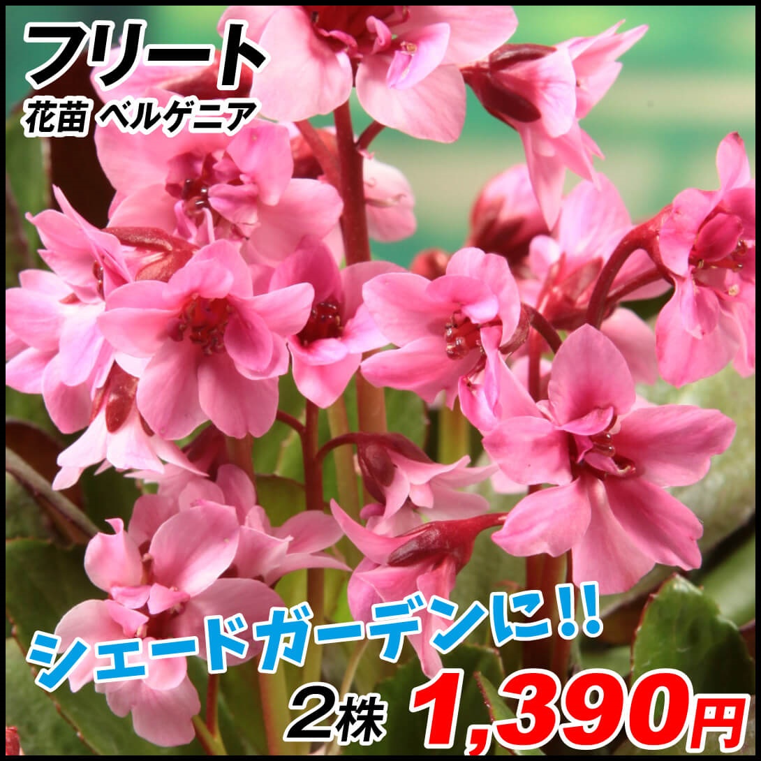 花苗 ベルゲニア フリート 2株