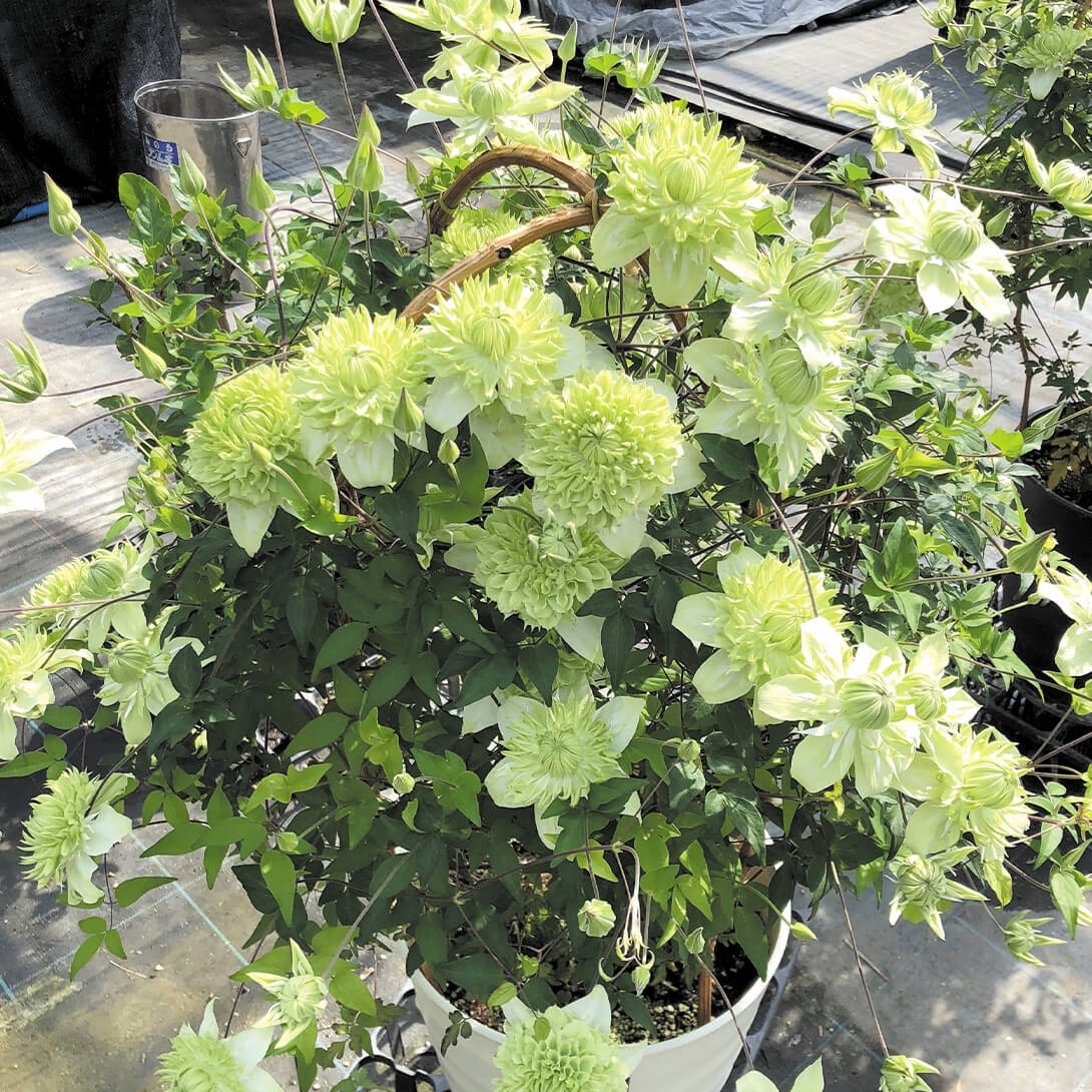 花苗 クレマチス 白万重 2株