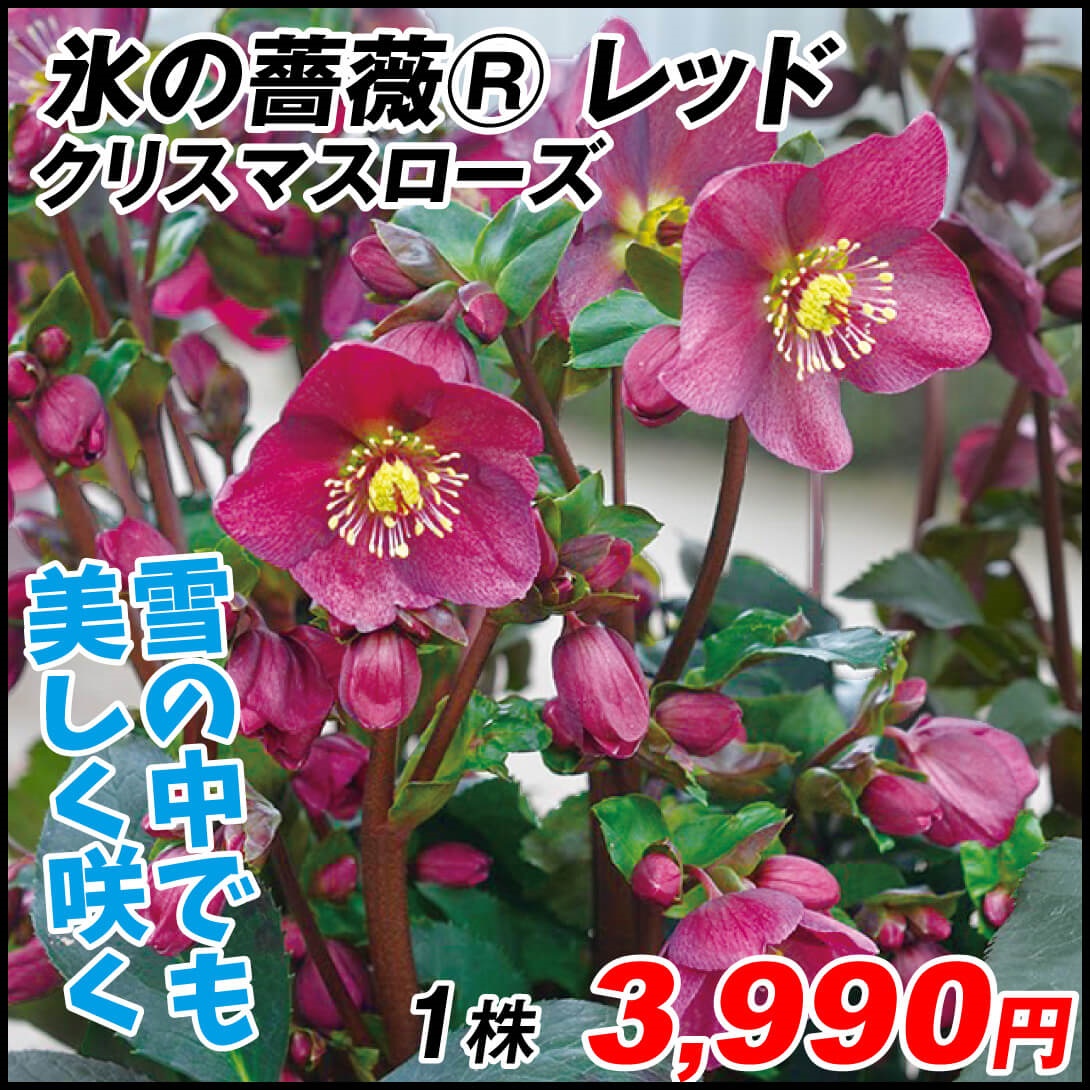 花苗 クリスマスローズ 氷の薔薇Rシリーズ レッド 1株
