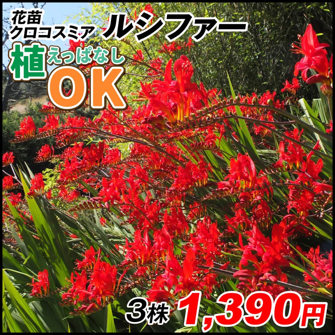 花苗 クロコスミア ルシファー 3株
