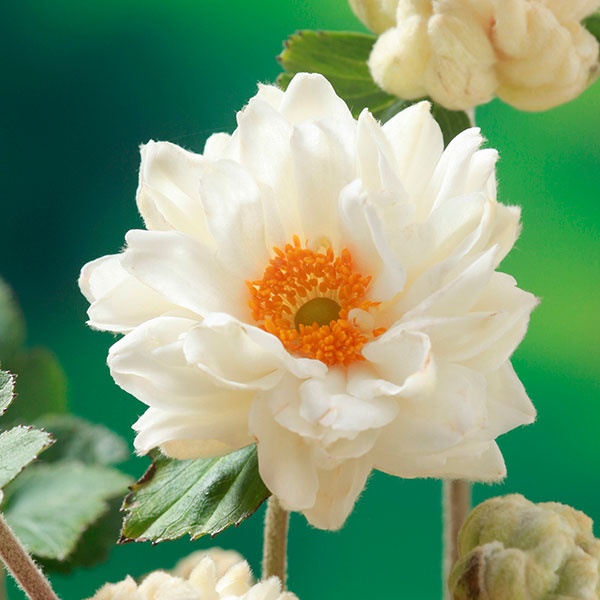 花苗 牡丹咲き秋明菊 2株