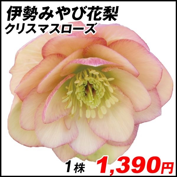 花苗 クリスマスローズ 伊勢みやび 花梨 1株