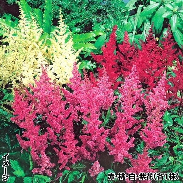 花苗 お買得アスチルベセット 4種4株