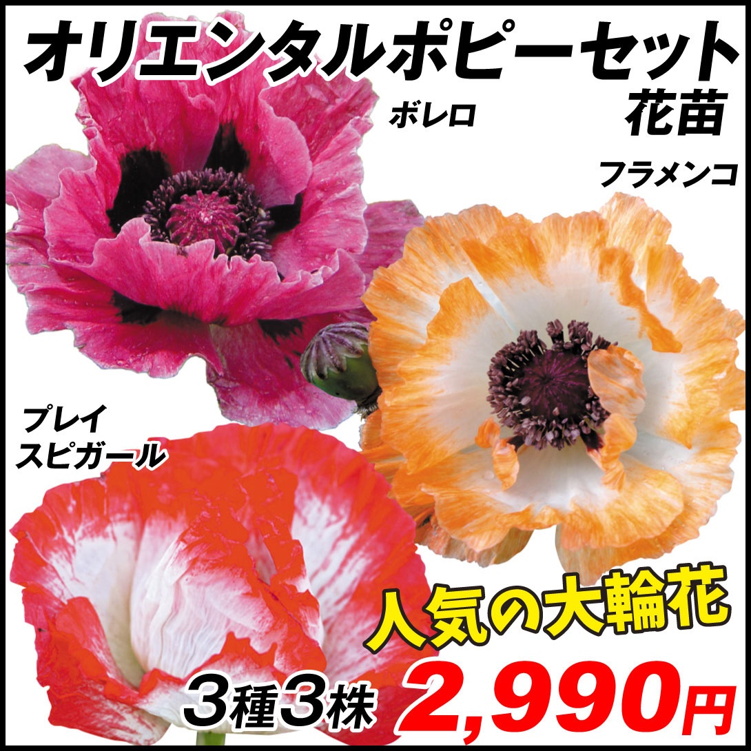 花苗 オリエンタルポピーセット 3種3株