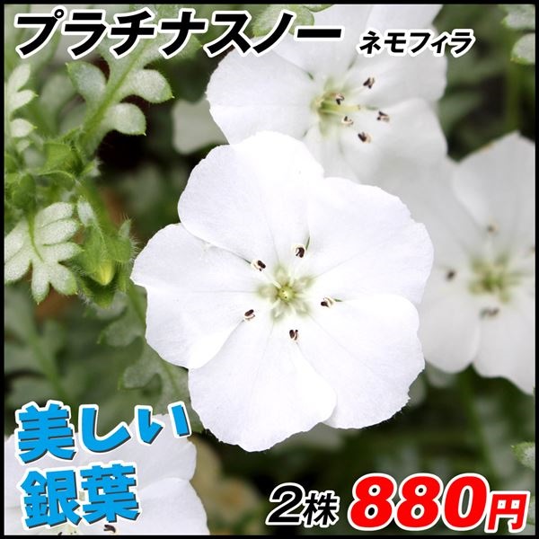 花苗 ネモフィラ プラチナスノー 2株