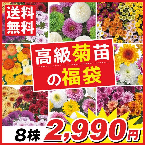 菊苗 高級菊苗福袋 8株 送料無料