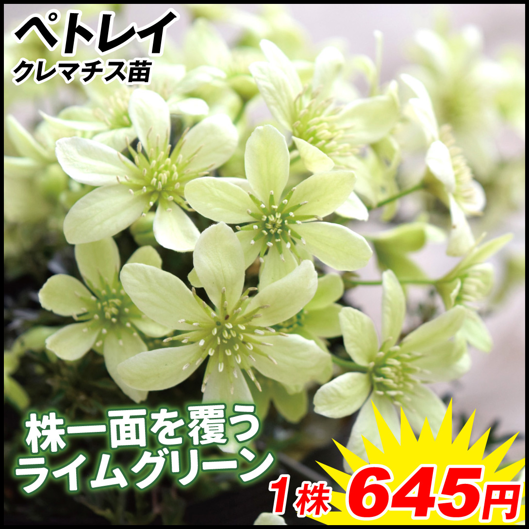 国華園オンラインショップ / 花苗 クレマチス クリスタルファウンテン 1株