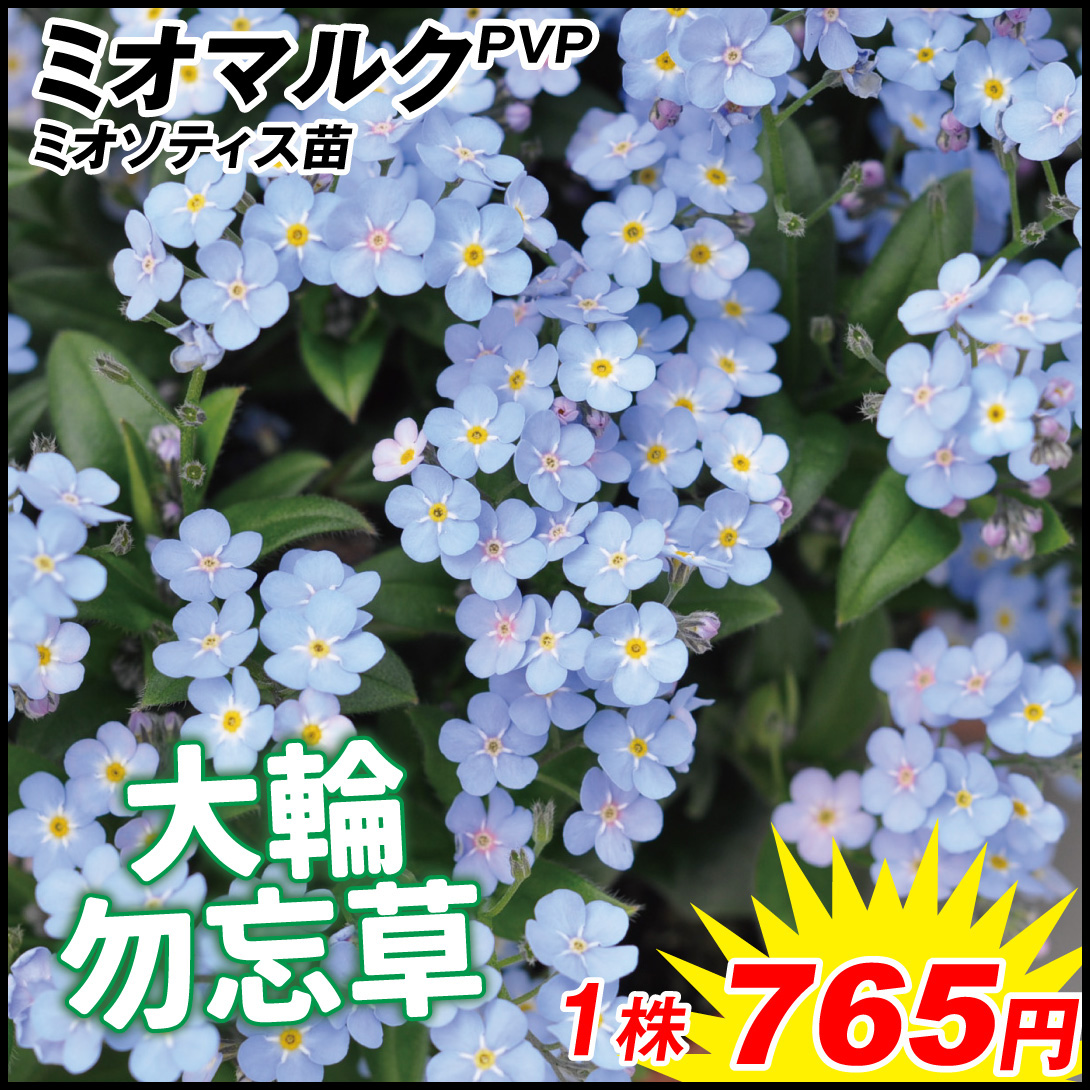 花苗 ミオソティス ミオマルクPVP