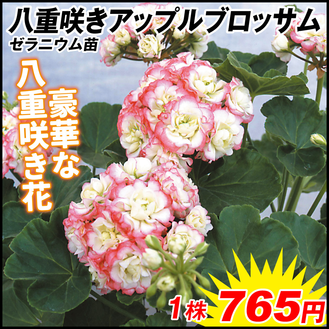 花苗 ゼラニウム 八重咲アップルブロッサム