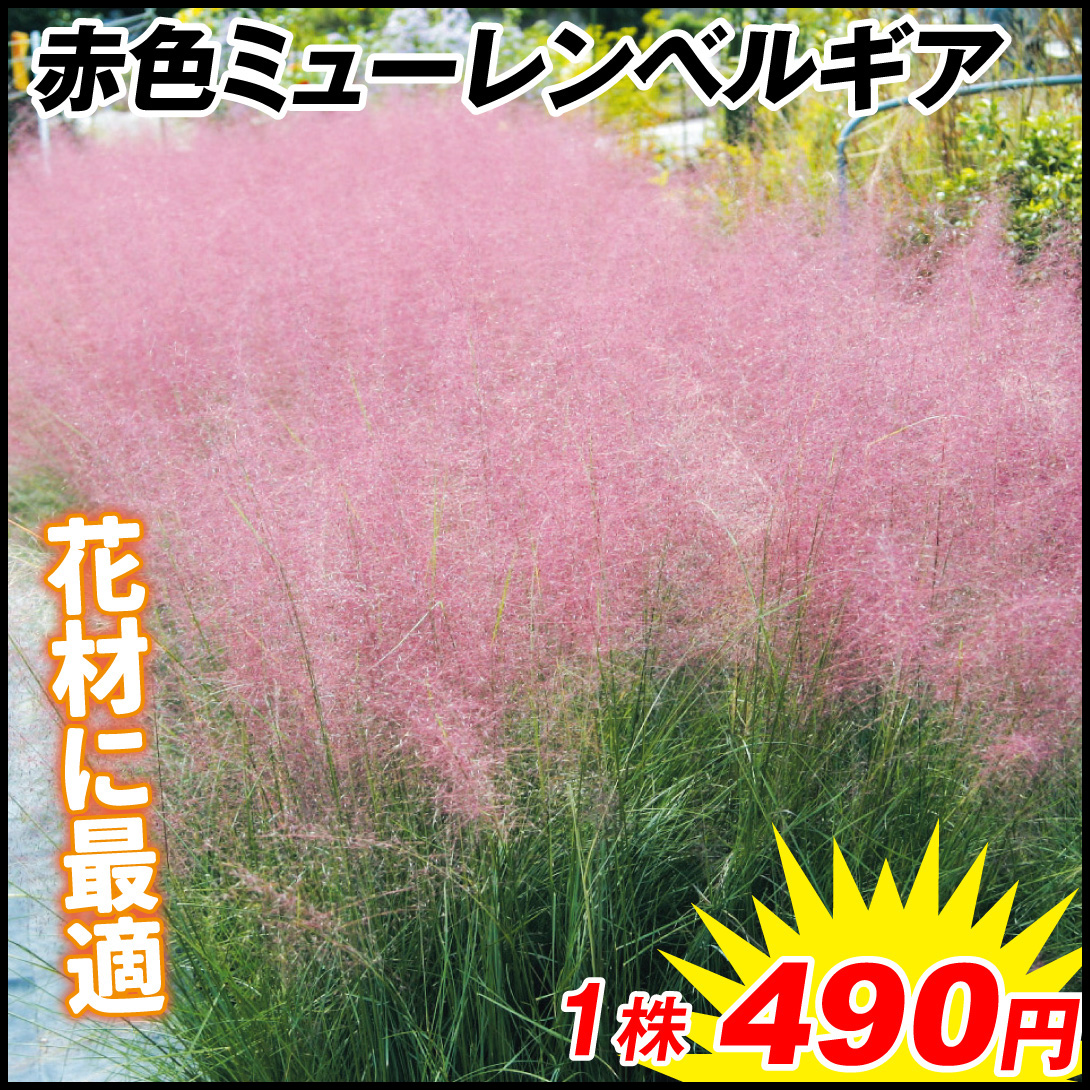 花苗 ミューレンベルギア 赤色ミューレンベルギア