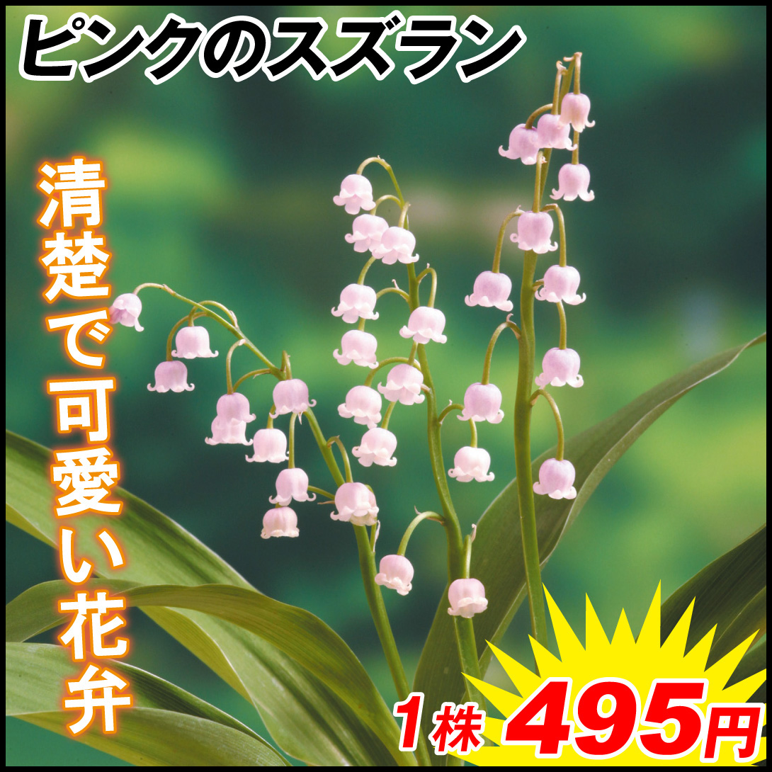 花苗 ドイツスズラン ピンクのスズラン