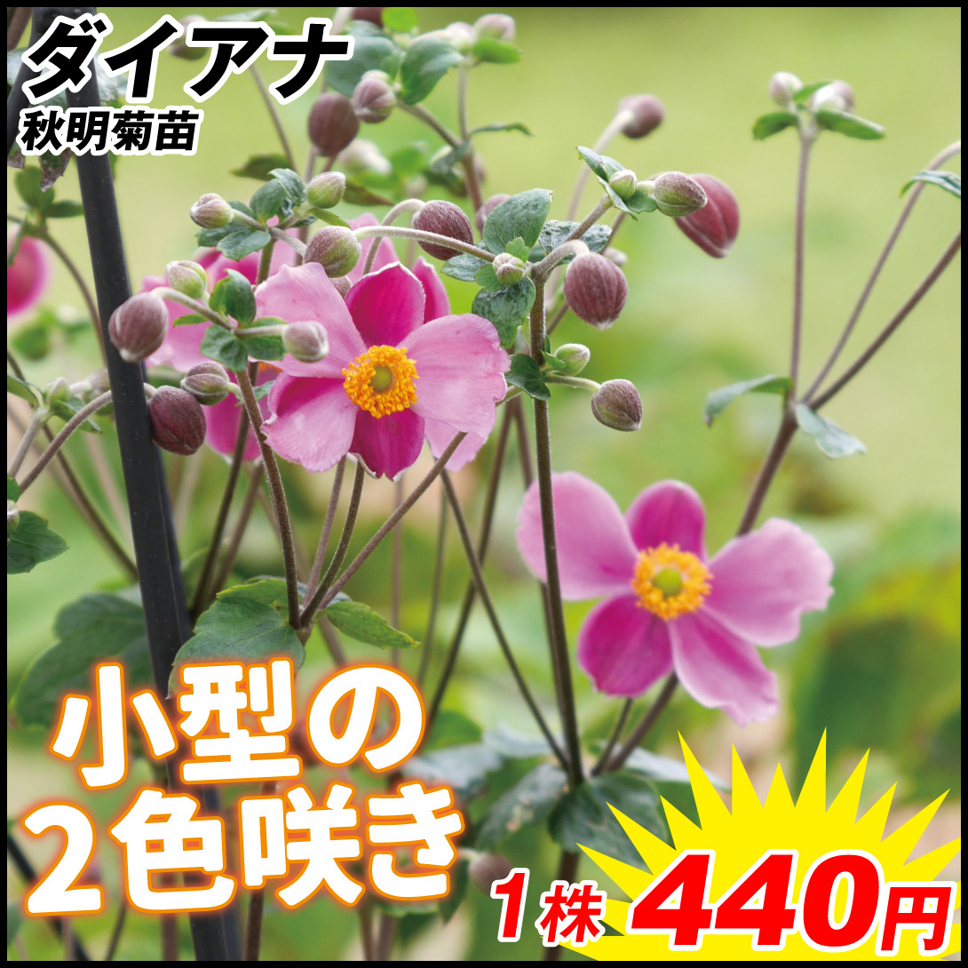 花苗 秋明菊 ダイアナ