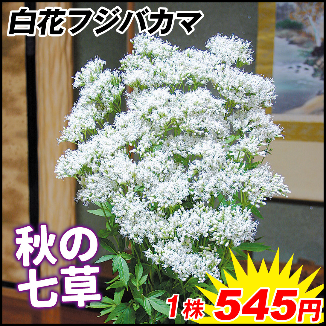 山野草 フジバカマ 白花フジバカマ