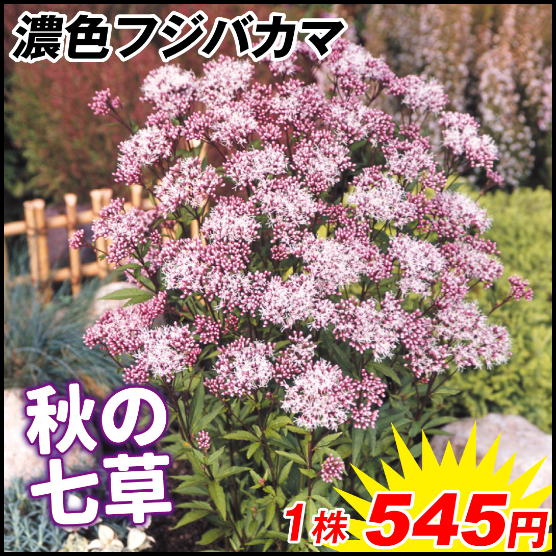 山野草 フジバカマ 濃色フジバカマ