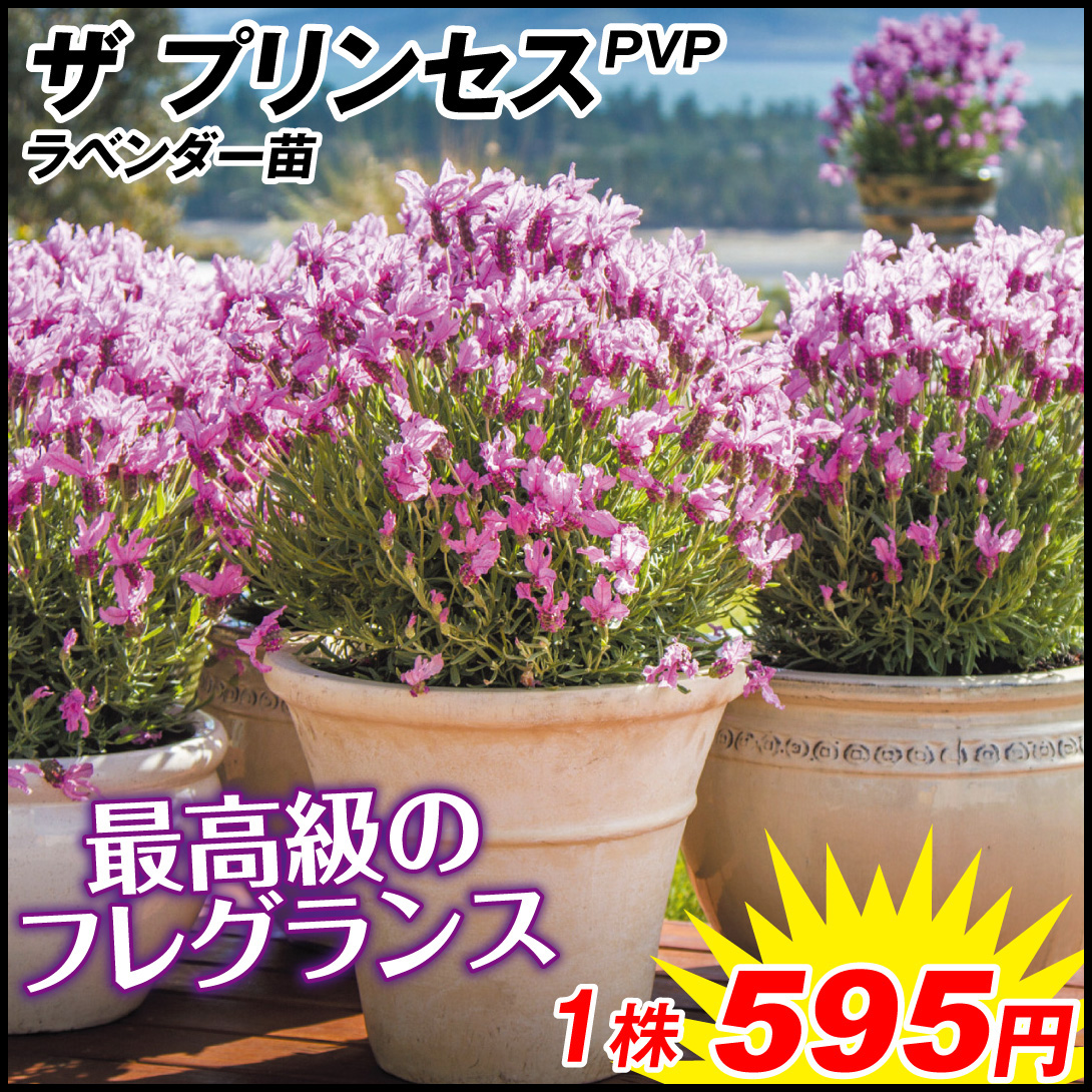 花苗 ラベンダー ザ・プリンセスPVP