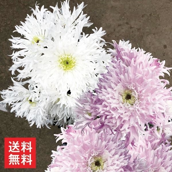 花苗 愛知かがり弁菊セット 2種4株 送料無料