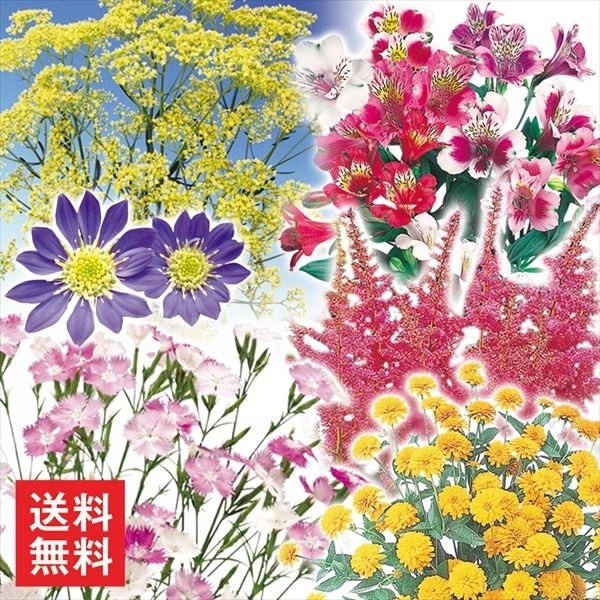 花苗 人気の切花向き多年草セット 送料無料