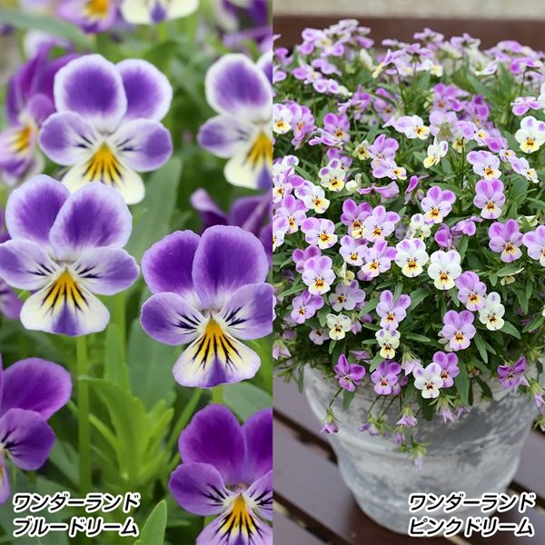 花苗 ビオラ ワンダーランドセット 2種4株 送料込み