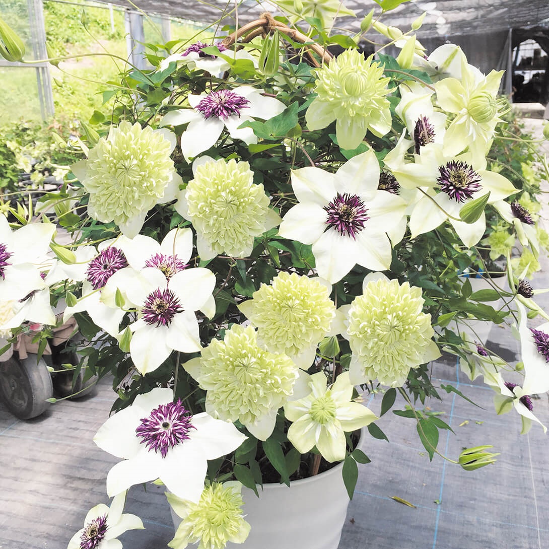 花苗 クレマチスセット 2種2株 送料込み
