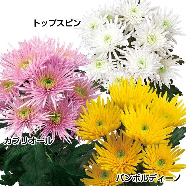 菊苗 切花菊 スパイダー咲スプレー菊セット 3種6株 送料無料