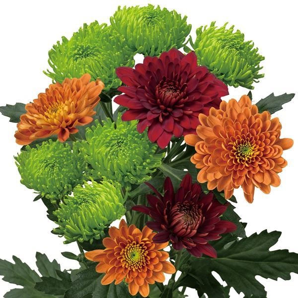 菊苗 切花菊 豪華シックカラー菊セット 3種6株 送料無料