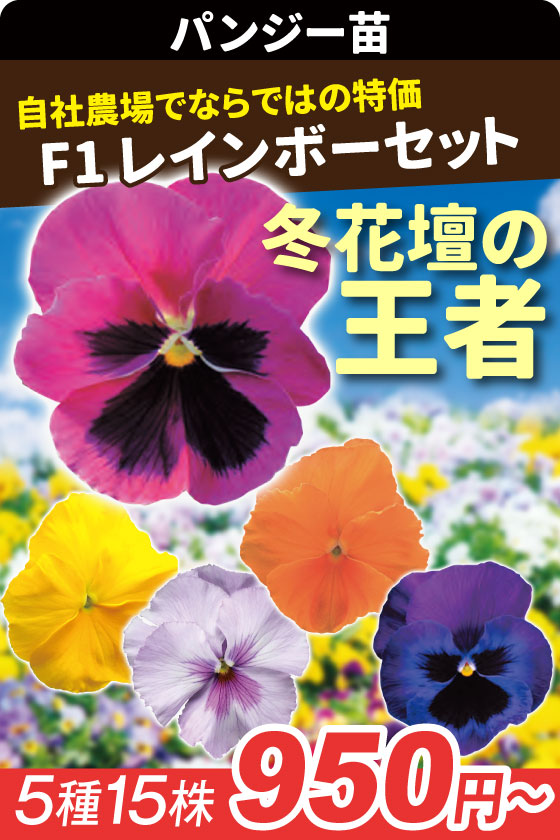花苗 パンジー レインボーセット