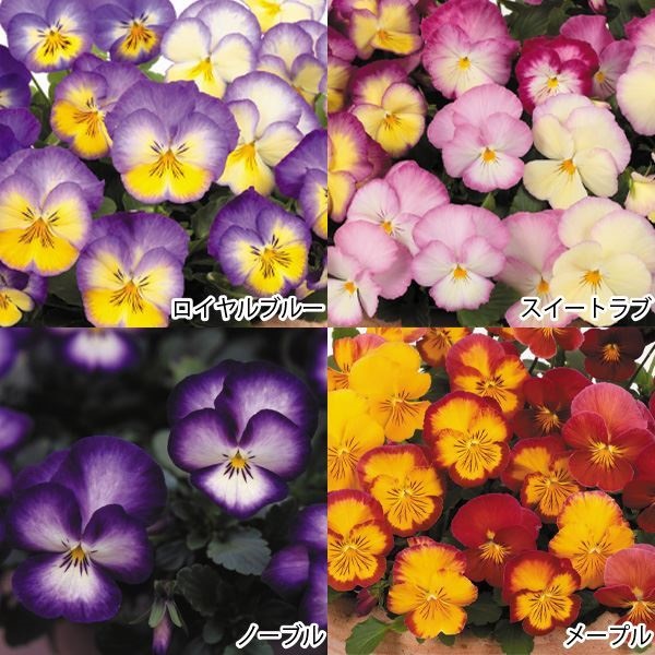 花苗 パンジー 虹色スミレRセット