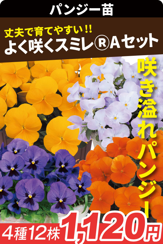 花苗 パンジー よく咲くスミレAセット