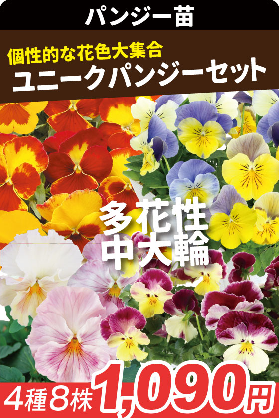 花苗 パンジー ユニークパンジーセット