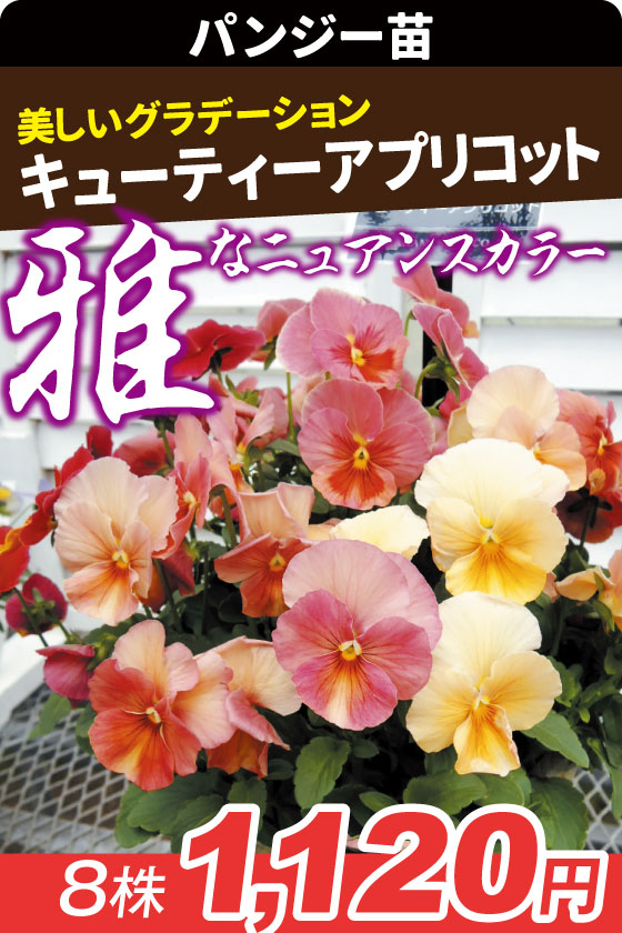 花苗 パンジー キューティーアプリコット