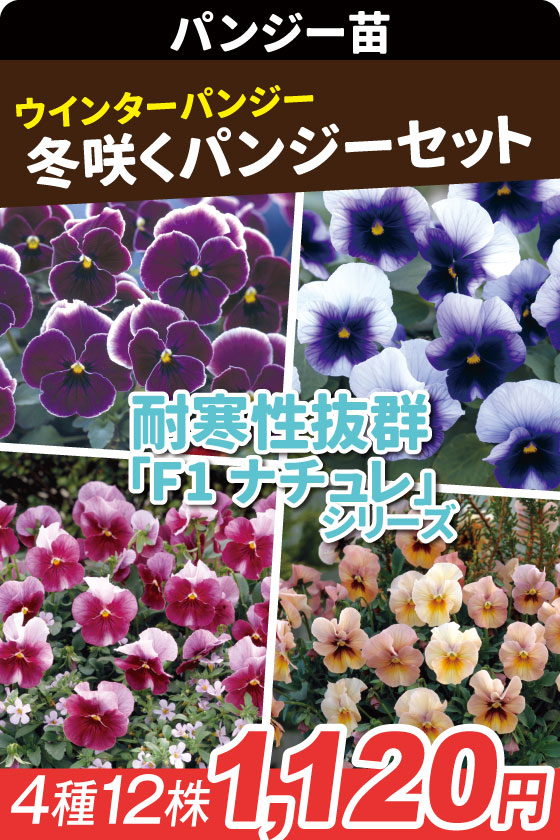 花苗 パンジー 冬咲くパンジーセット