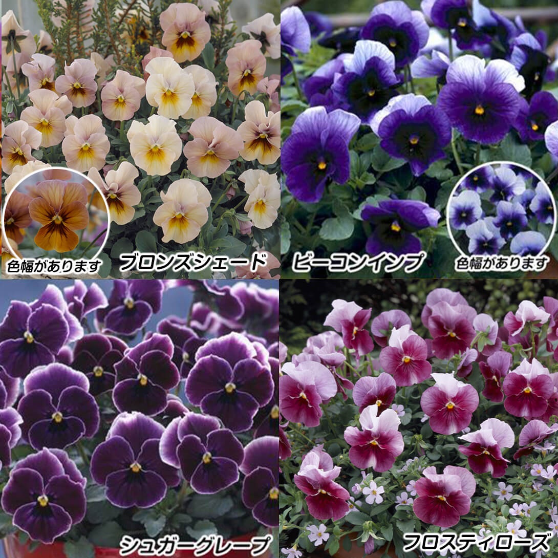 花苗 パンジー 冬咲くパンジーセット