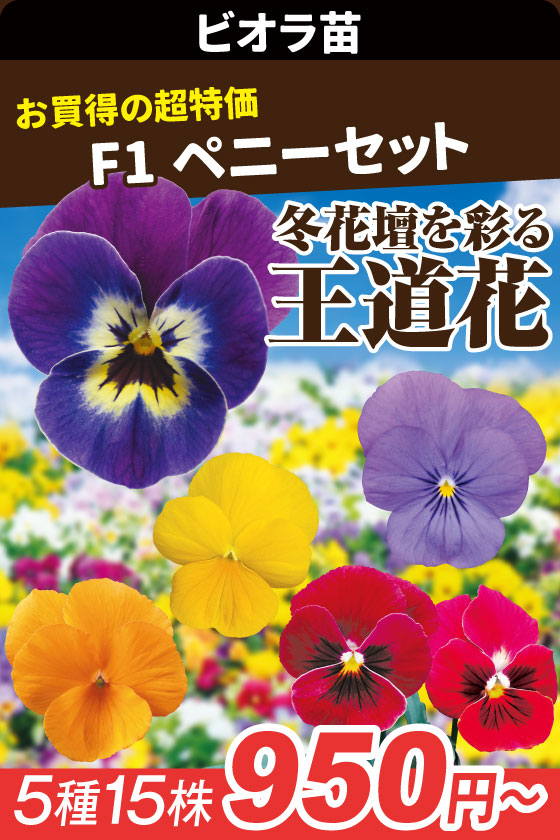 花苗 ビオラ ペニーセット