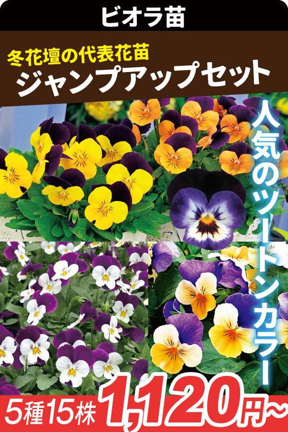 花苗 パンジー ジャンプアップセット