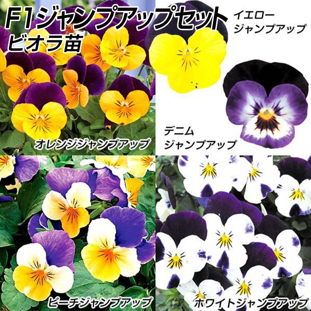花苗 ビオラ F1ジャンプアップセット