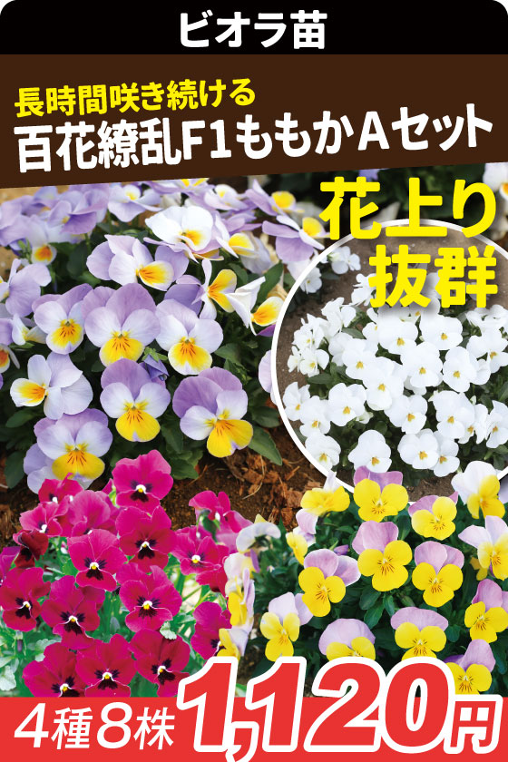 花苗 ビオラ 百花繚乱ももかAセット