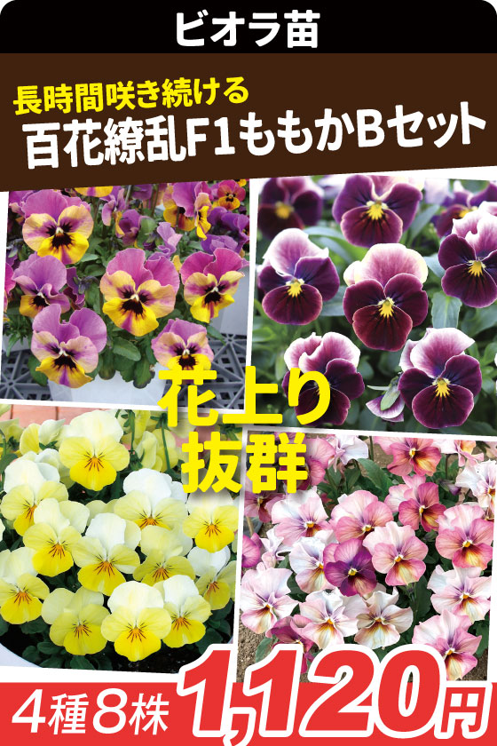 花苗 ビオラ 百花繚乱ももかBセット