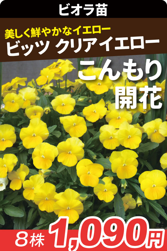 花苗 ビオラ ビッツクリアイエロー